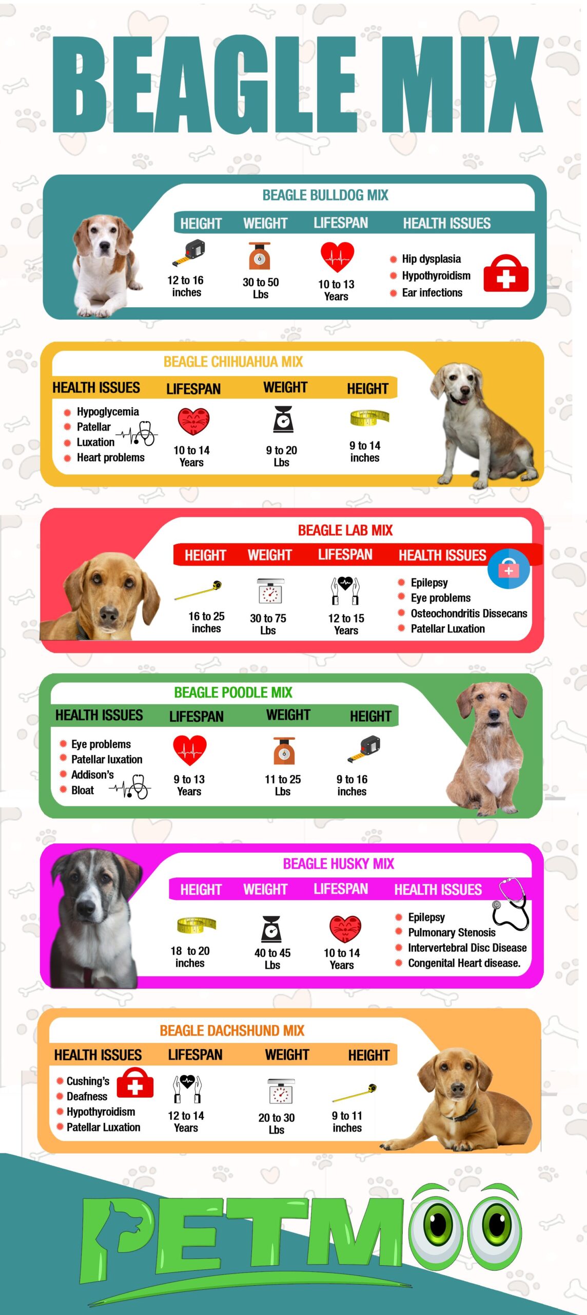 Beagle Mix Infographic