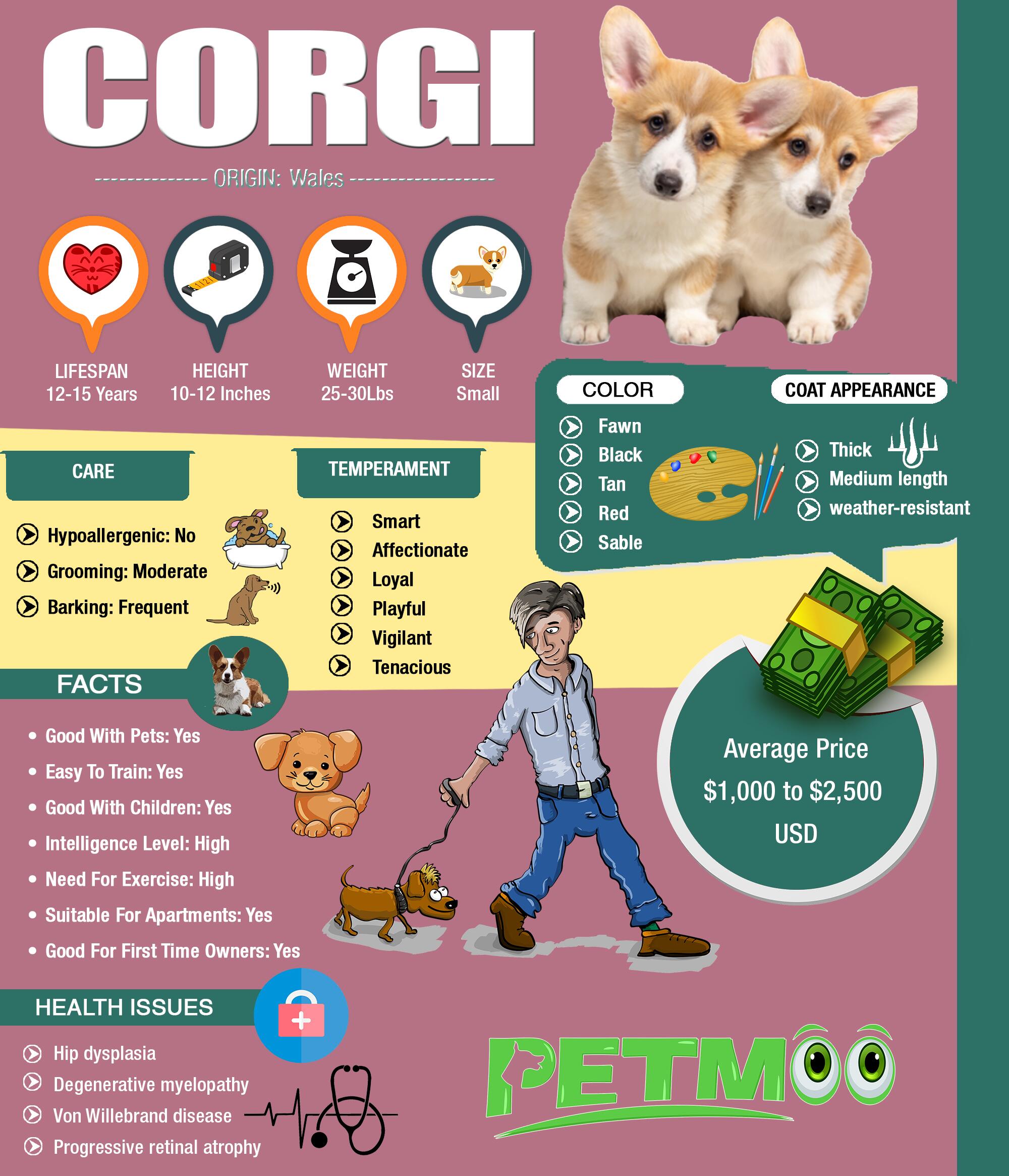 Corgi Puppy Infographic