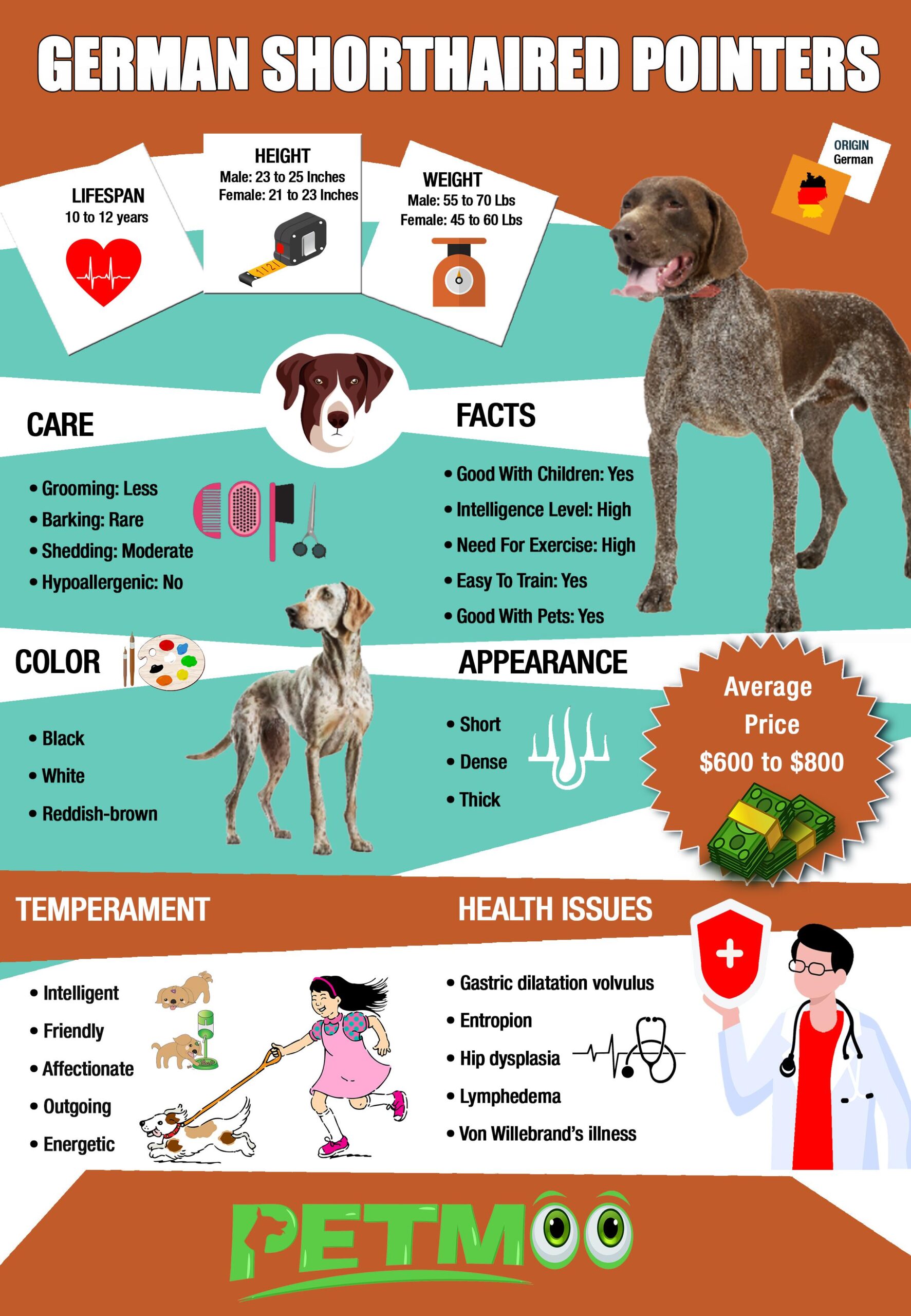 German Shorthaired Pointer Infographic