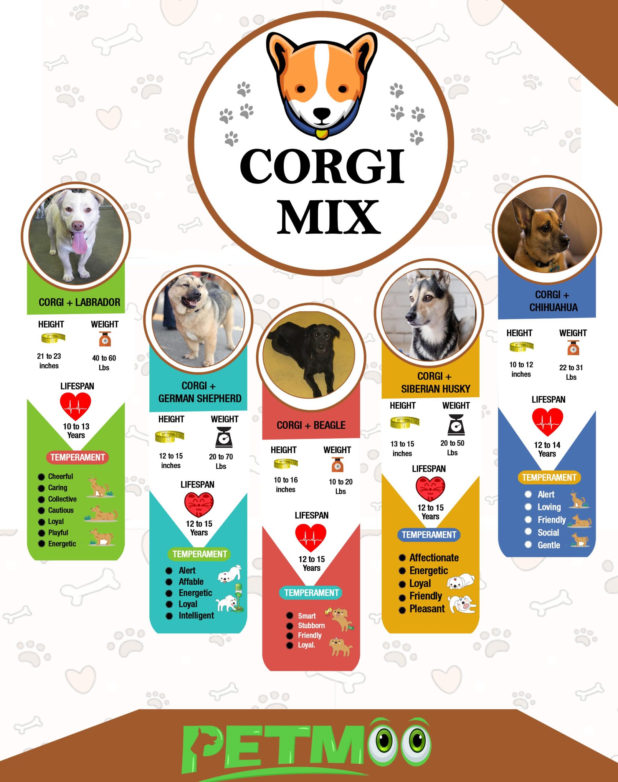 Corgi Mix Infographic