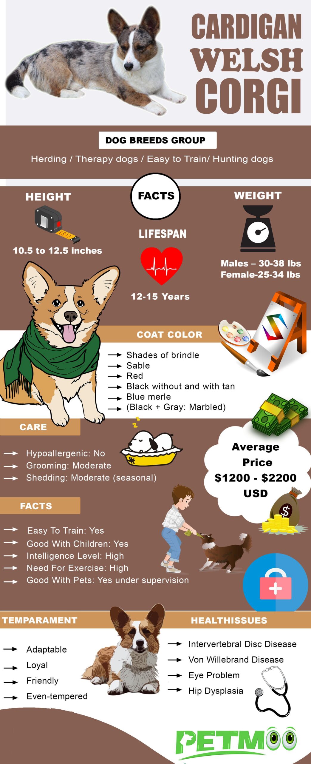 Cardidan Welsh Corgi Infographic