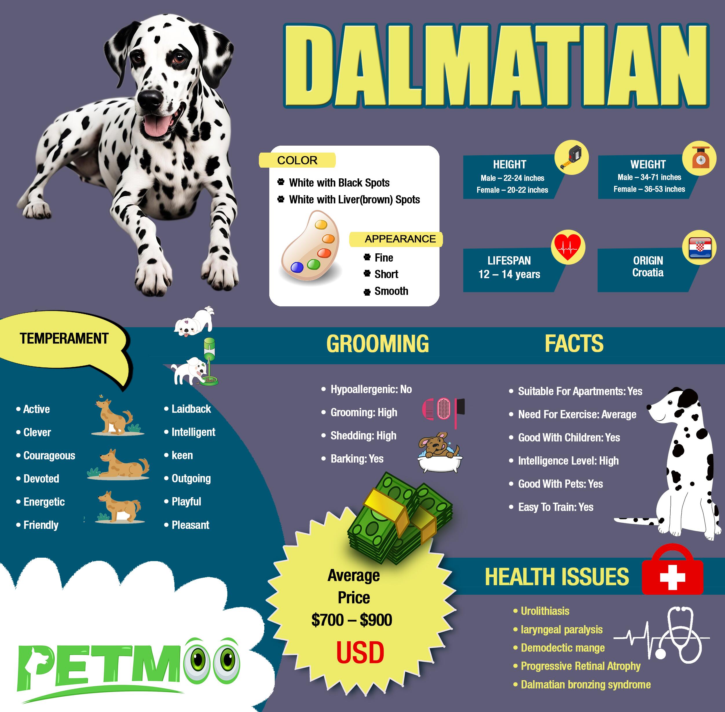 Dalmatian Infographic
