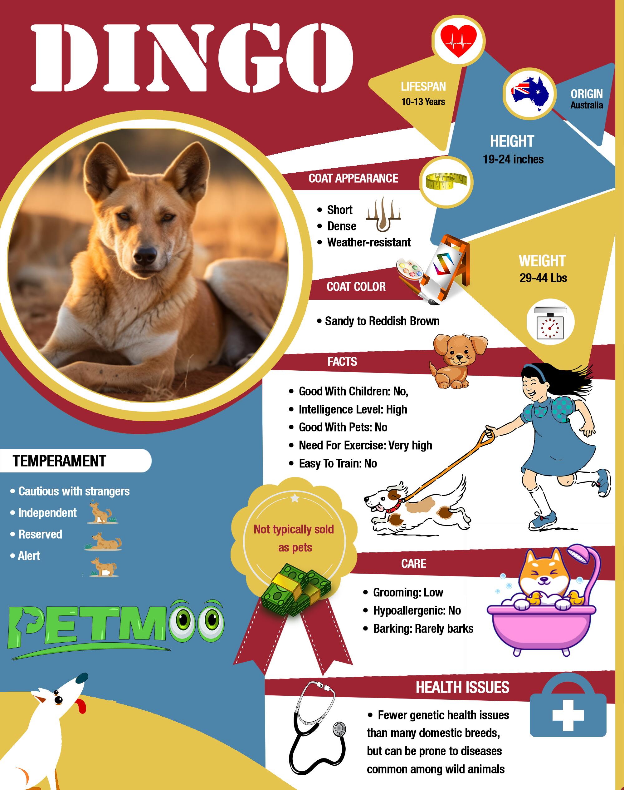 Dingo Infographic