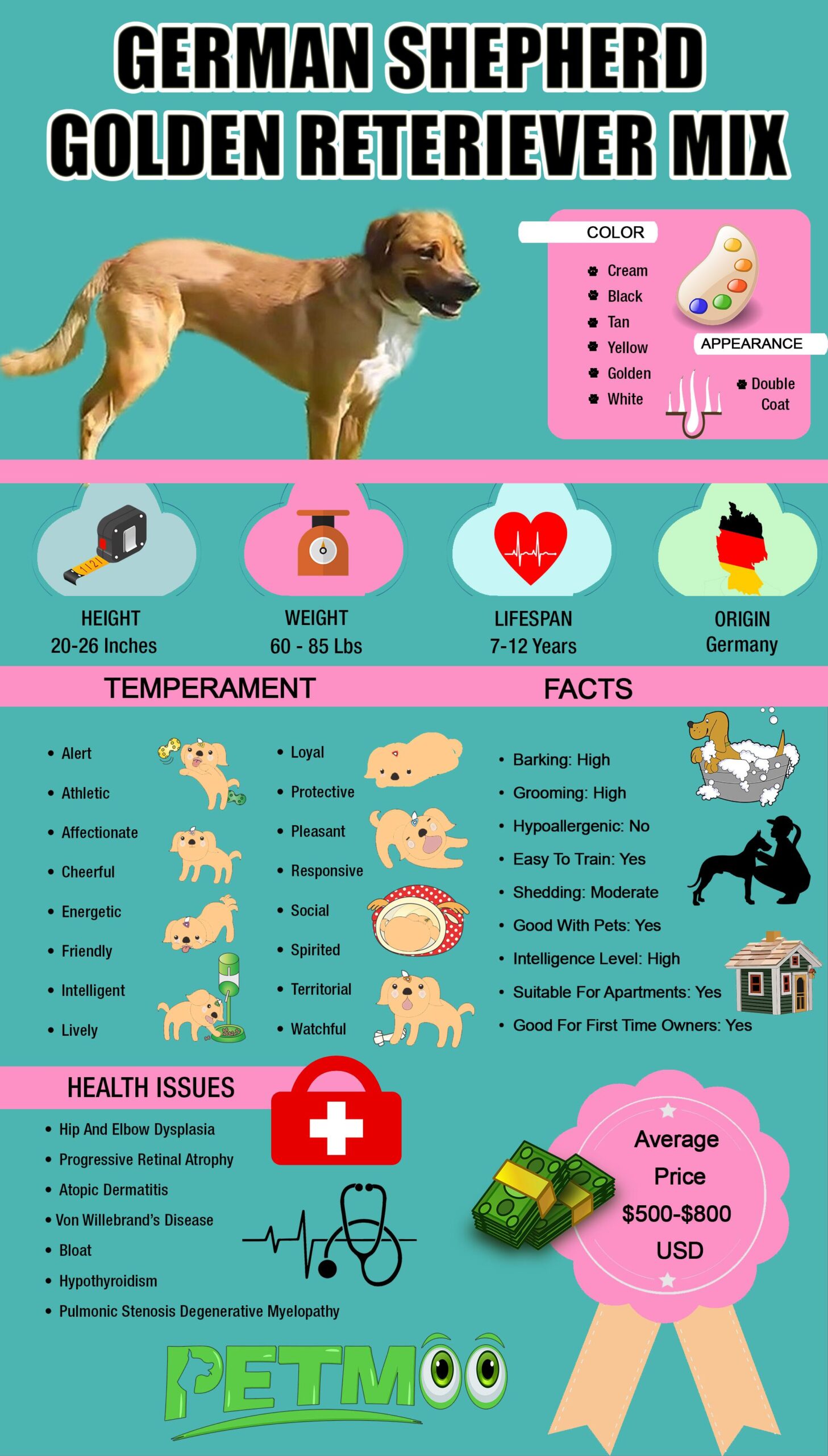 German Shepherd Golden Retriever Mix Infographic