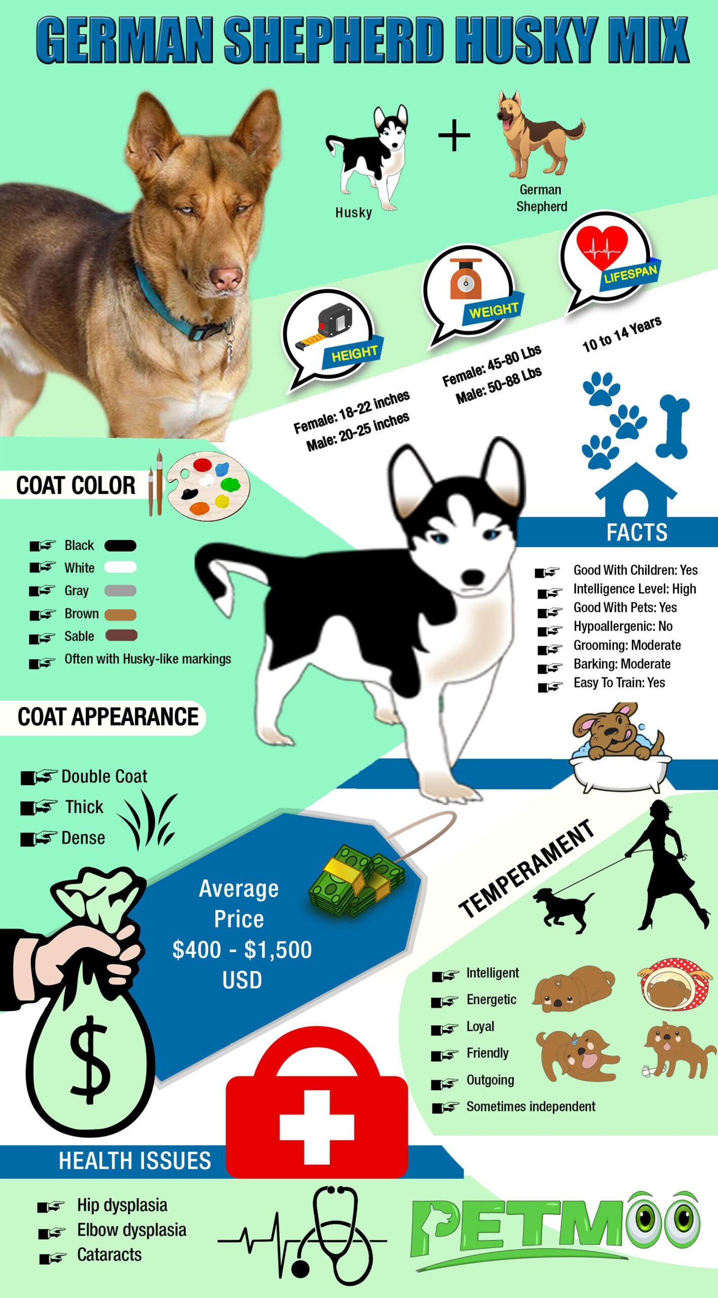 German Shepherd Husky Mix Infographic