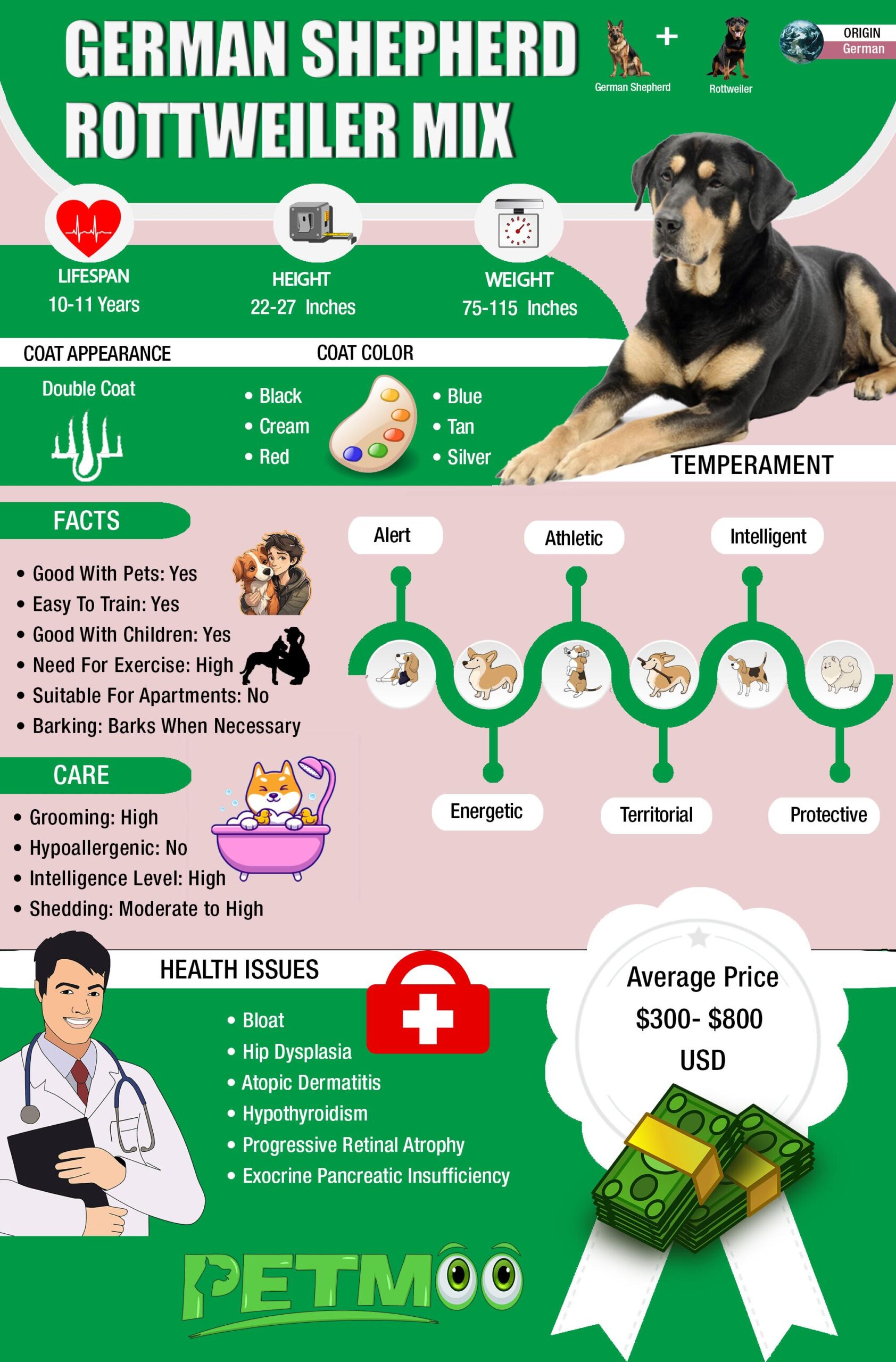 German Shepherd Rottweiler Mix Infographic