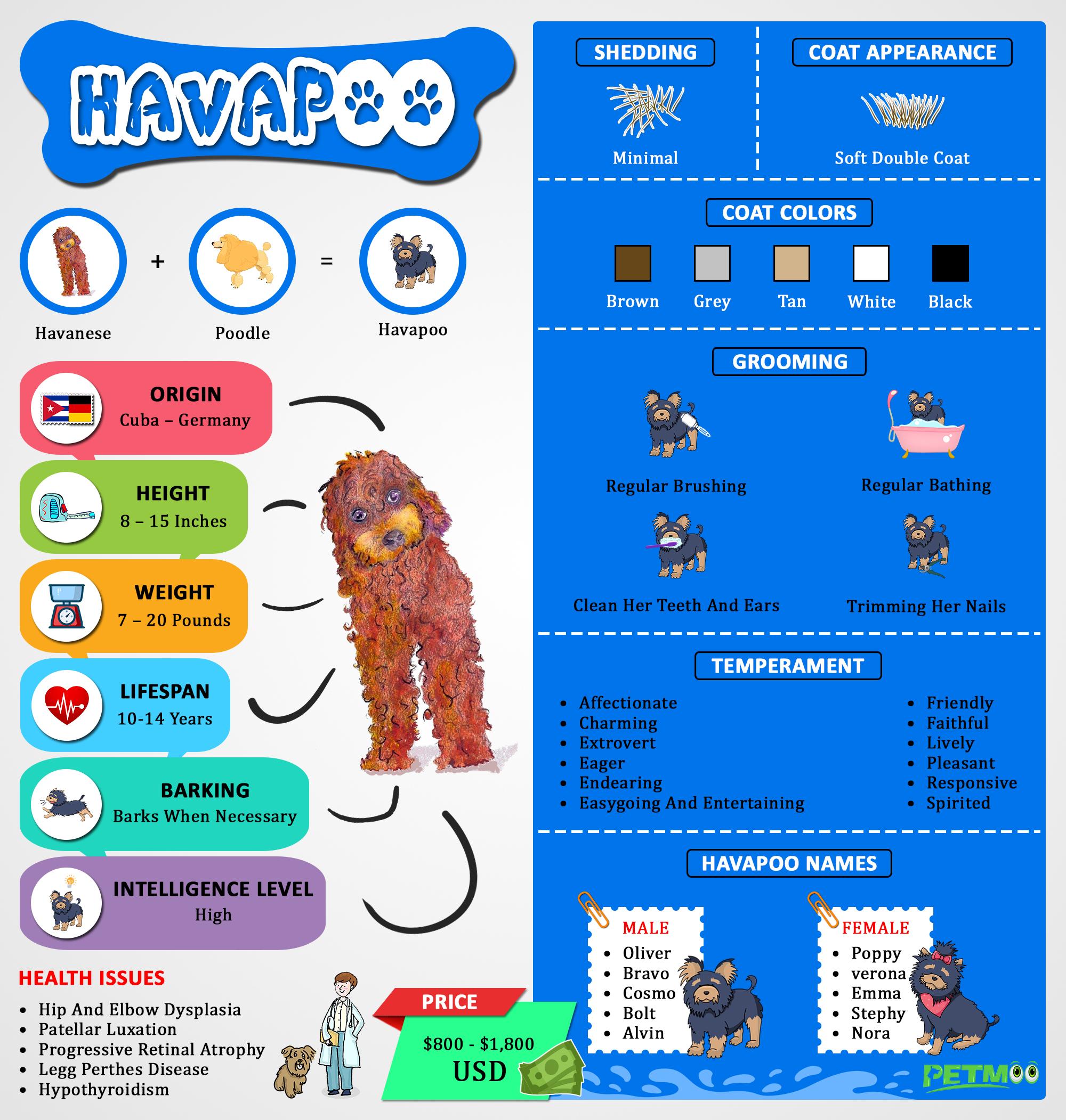 Havapoo Infographic