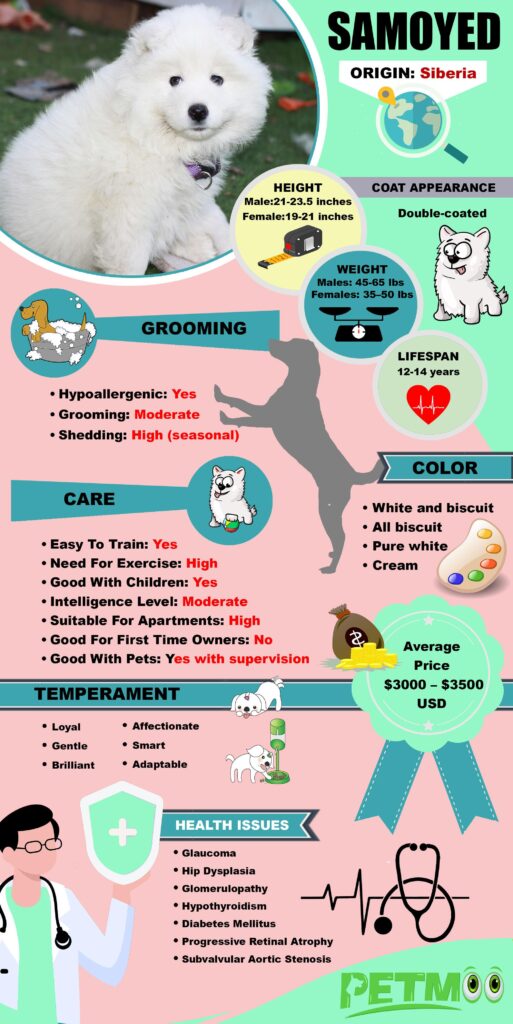 Samoyed Dog Breed Information