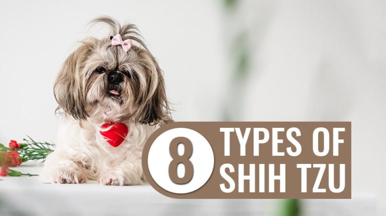 Types Of Shih Tzu You Need To Know Petmoo