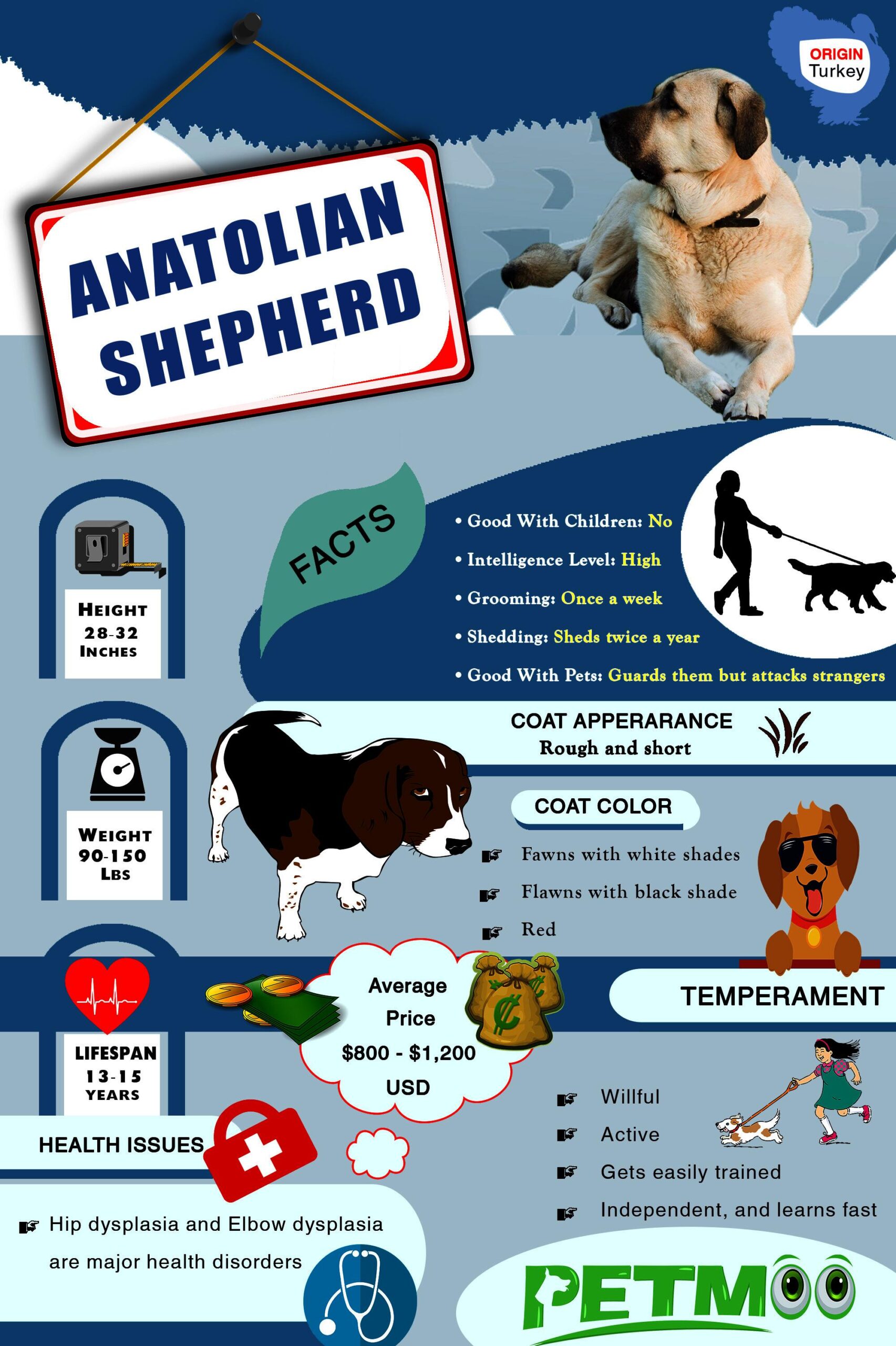 Anatolian Shepherd Infographic