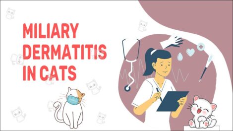 Miliary Dermatitis In Cats Causes Symptoms Treatment Petmoo