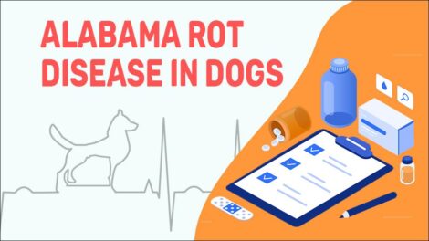 Alabama Rot In Dogs Symptoms And Treatments Petmoo   Alabama Rot Disease In Dogs 470x264 