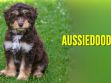 Aussiedoodle