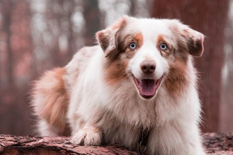 Australian Shepherd Puppy