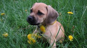 Beagle Mix