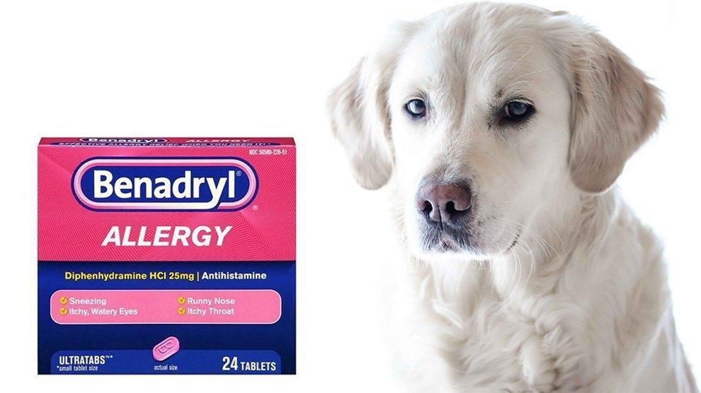 benadryl for dogs by weight