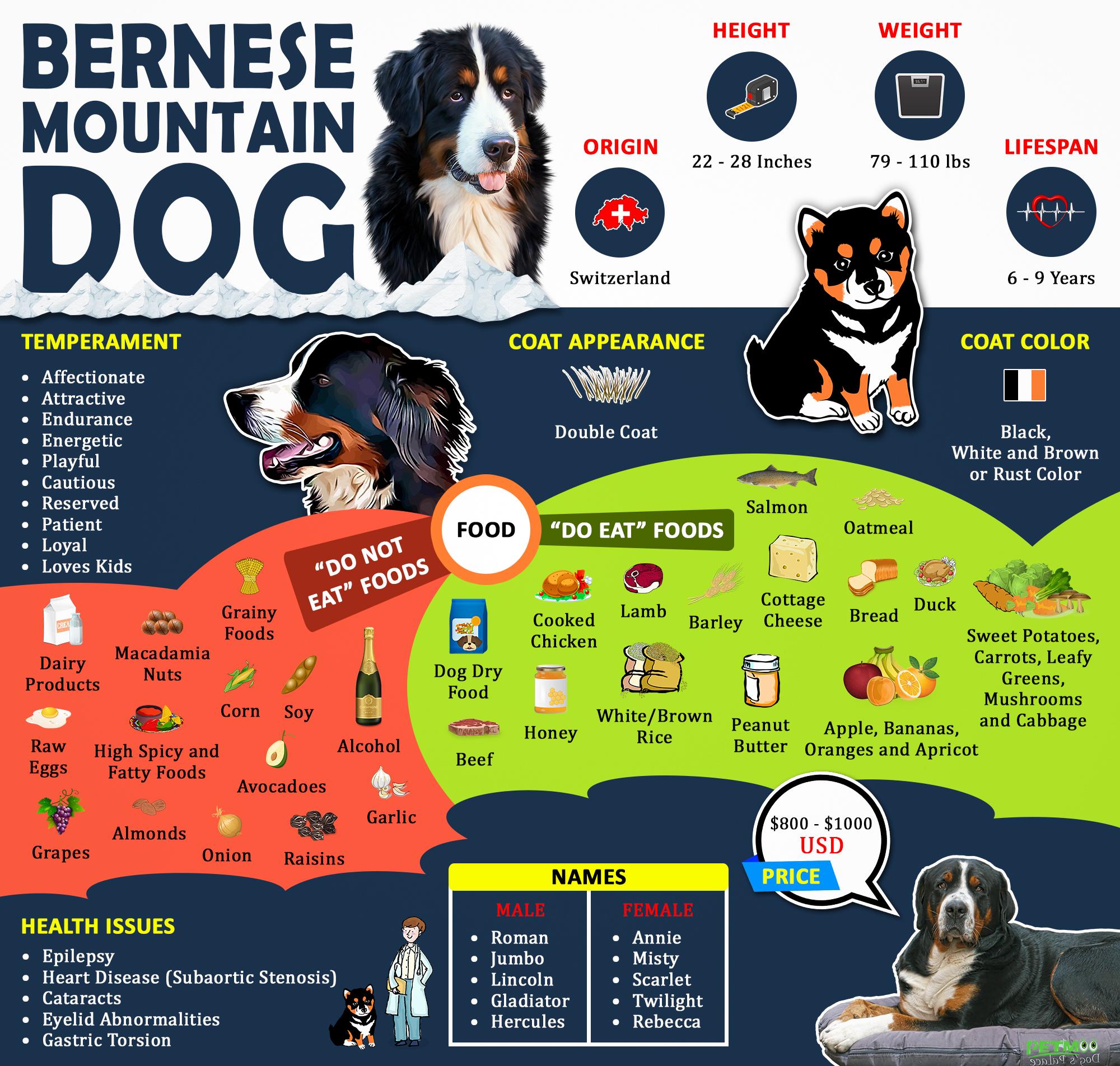 Bernese Mountain Dog Size Chart