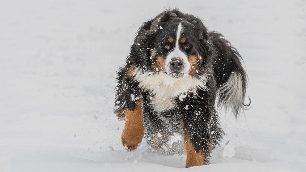 Bernese Mountain Dog Puppies - A Great Worker Companion ...