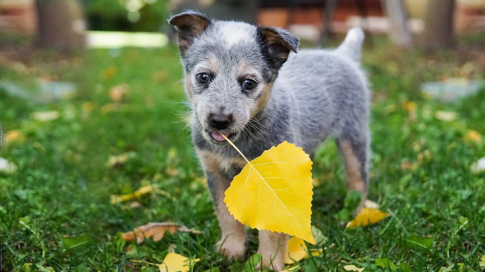 How Much Should I Feed A Blue Heeler Puppy