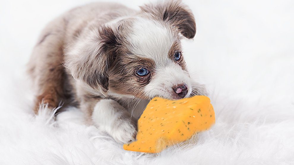 can puppies have cheese