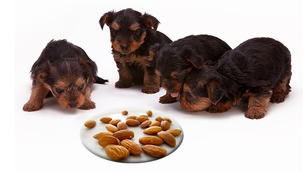 Is Almond Milk Dangerous For Dogs