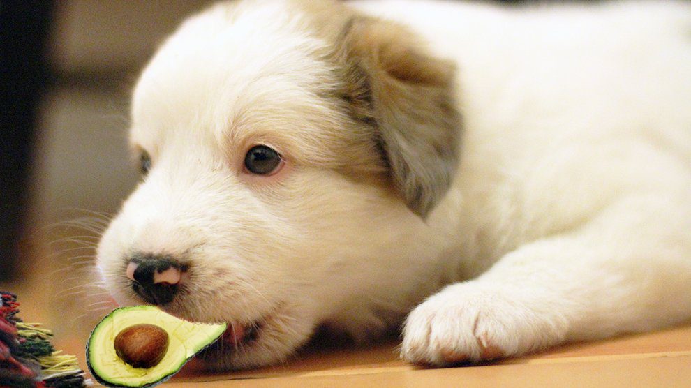 are avocados poisonous to dogs