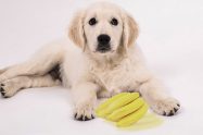 Can Dogs Eat Bananas