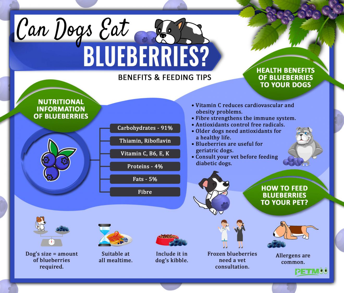 Can Dogs Eat Blueberries? Are Blueberries Safe For Dogs? - Petmoo 