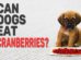 Can Dogs Eat Cranberries