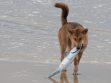 Can Dogs Eat Fish