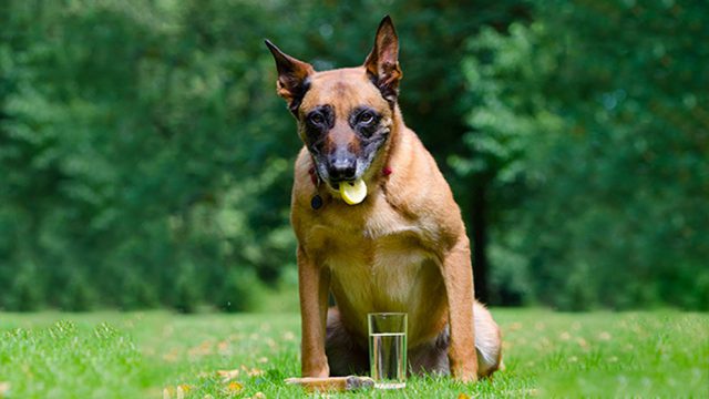 can-dogs-eat-lemon-can-dogs-have-lemon-juice-petmoo