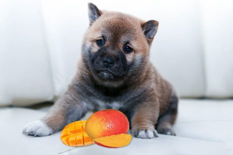 Can Dogs Eat Mango