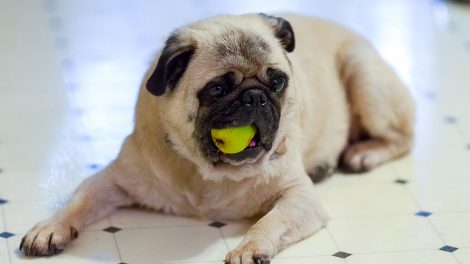 Can Dogs Eat Pears? Precautions & Guidelines - Petmoo