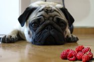 Can Dogs Eat Raspberries