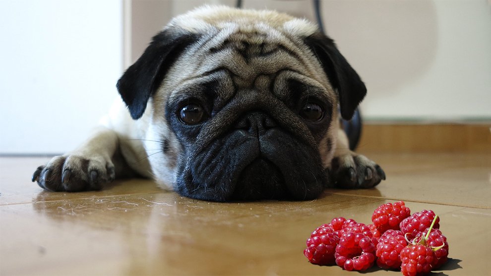 Can i give my dog clearance raspberries