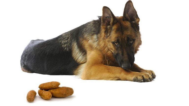 can-dogs-eat-sweet-potatoes-delicious-sweet-potato-recipe-petmoo