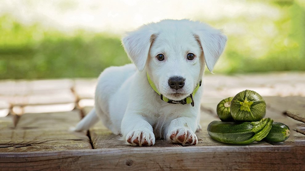 Dogs eat outlet zucchini