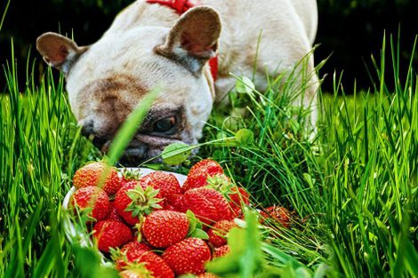 Can Dogs Eat Strawberries