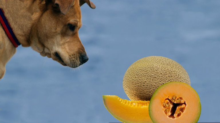 can-dogs-eat-cantaloupe-benefits-side-effects-petmoo