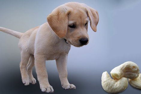 Can Dogs Eat Cashews