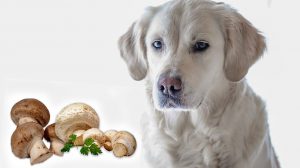 Can Dogs Eat Mushrooms?