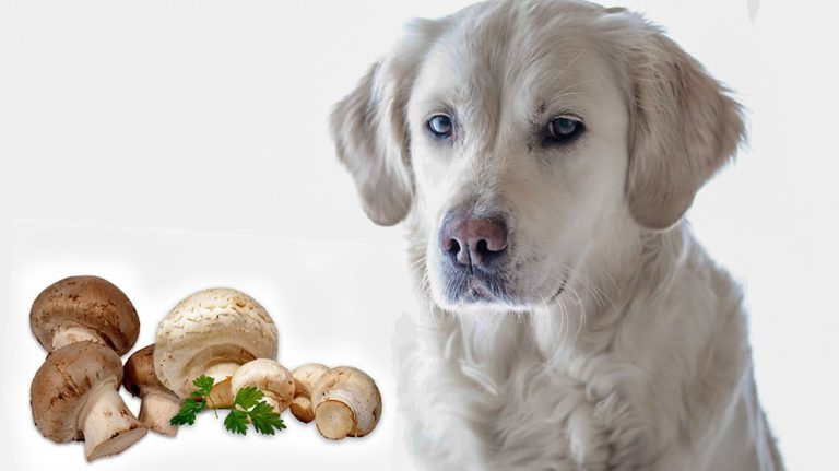 Can Dogs Eat Mushrooms? – List Of Mushrooms Safe For Dogs - Petmoo