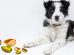 Can Dogs Eat Pistachios?