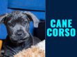 Cane Corso Puppies