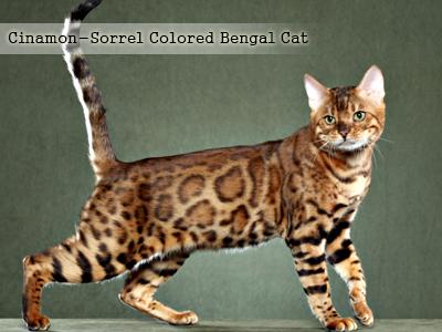 Bengal Kittens - 10 Facts Every Bengal Cats Lover Must Know - Petmoo