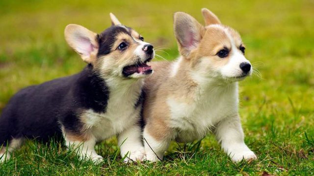 Corgi Puppy - 10 Must-Know Facts About The Cute Ruler - Petmoo