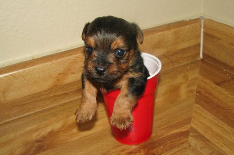 Teacup Yorkie