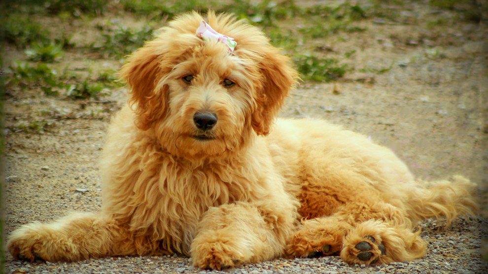 Goldendoodle Dog Breed Information & Characteristics