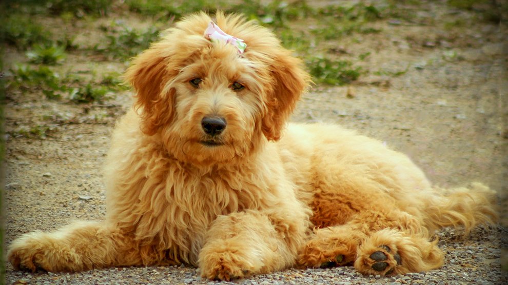 do goldendoodles have stomach problems