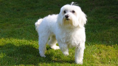 Havanese Puppies - Complete Breed Information & Health Problems - Petmoo